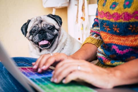 Woman working from home with her pug nearby.