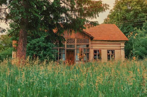 Abandoned house in overgrown yard with large tree in front.