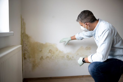 TESTING FOR BLACK MOLD in the home or office