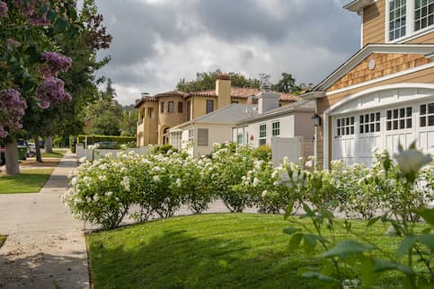 Neighborhood street in a quiet stately area lined with mature trees and featuring white hydrangea bushes in the foreground.