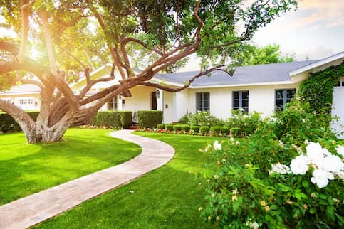 White ranch style home with large mature tree and white Hydrangea bushes in front yard. Winding pathway leads to front door.