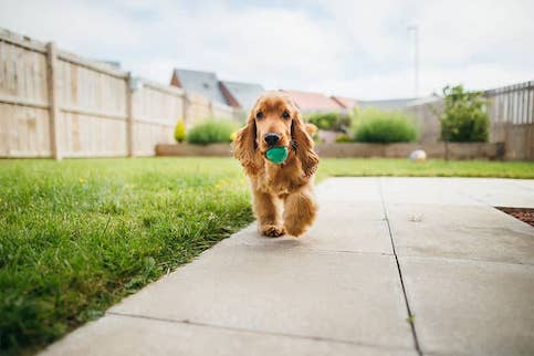 Dog running in back yard with ball in mouth.