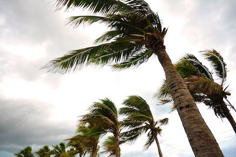 Palm trees blowing as a storm rolls in.