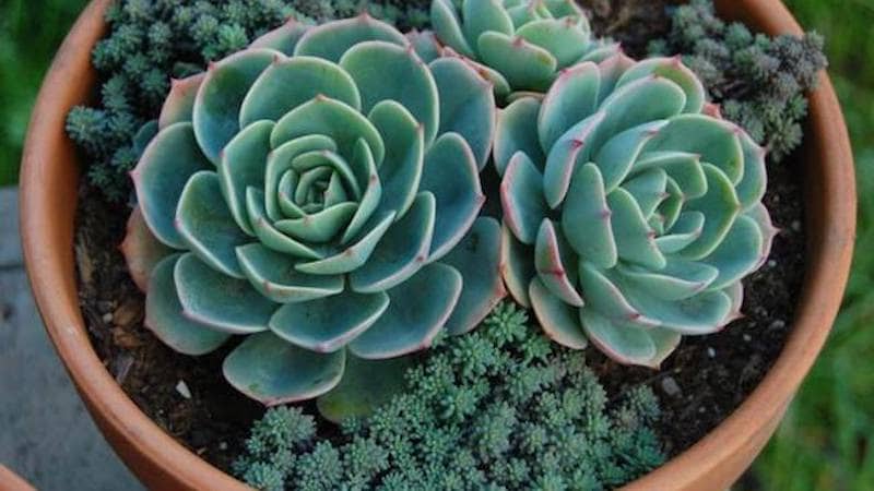 Echeveria