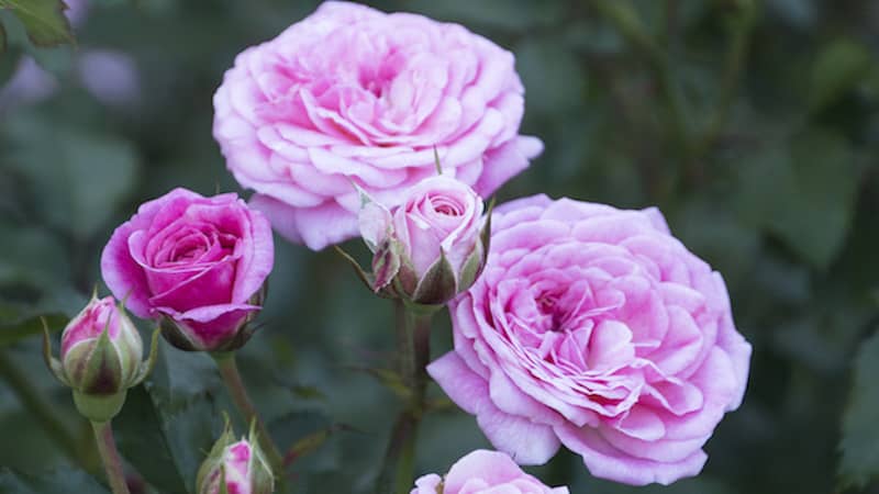 Groundcover Roses