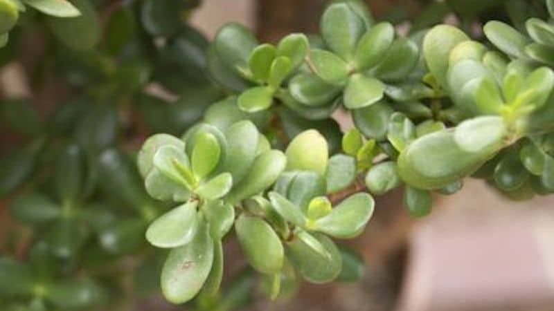 Jade