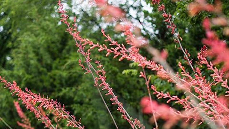 Red-Flowered Yucca