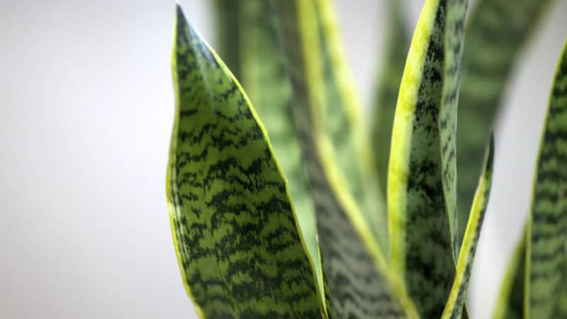 The Snake Plant