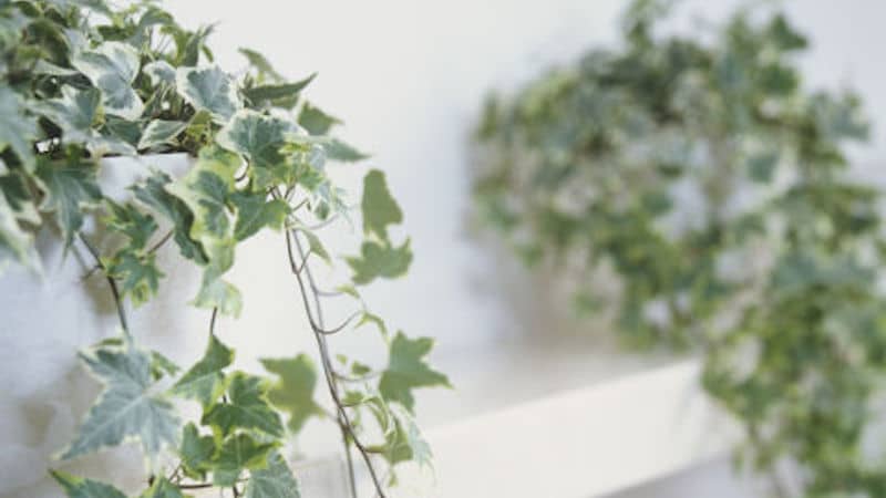 English Ivy