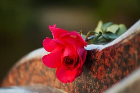 Close up shot of a rose.