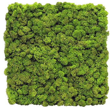 Moss wall panel.