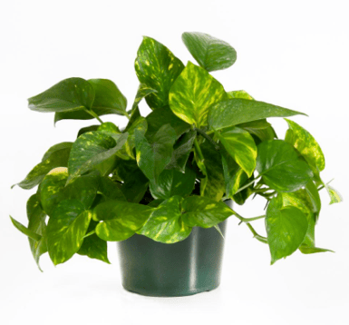 Pathos plant.